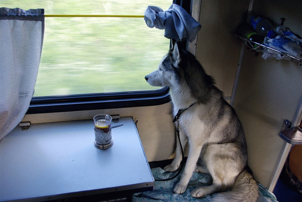 провоз собак в поезде